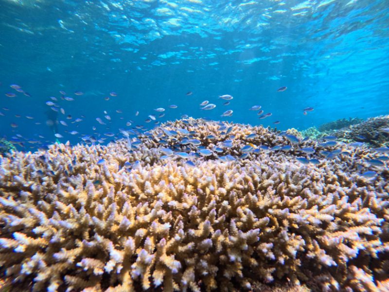 わくわくボートシュノーケリング＋日帰り海水浴｜沖縄水納島オーシャン