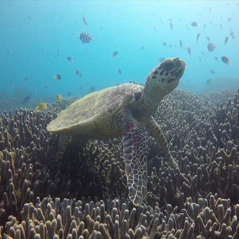 瀬底島周辺ボートシュノーケリング