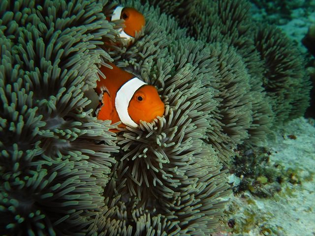 瀬底島周辺バナナボートで行くシュノーケリング